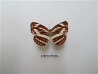 藏品(無邊環蛺蝶)的圖片